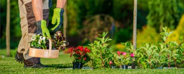 Bepflanzung & Pflege